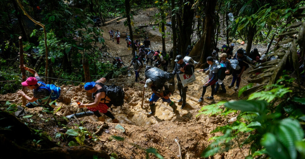 Migranter, de flesta venezuelaner, korsar Dariéngapet från Colombia in i Panama, i ett försök att ta sig till USA. Arkivbild. 400 000 befaras försöka korsa Dariéngapet