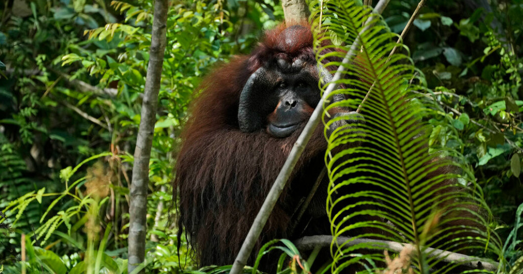 Miljöorganisationer varnar för att bygget av Indonesiens nya huvudstad utgör ett hot för orangutanger och andra djungeldjur. Nya huvudstaden i djungeln oroar miljövänner