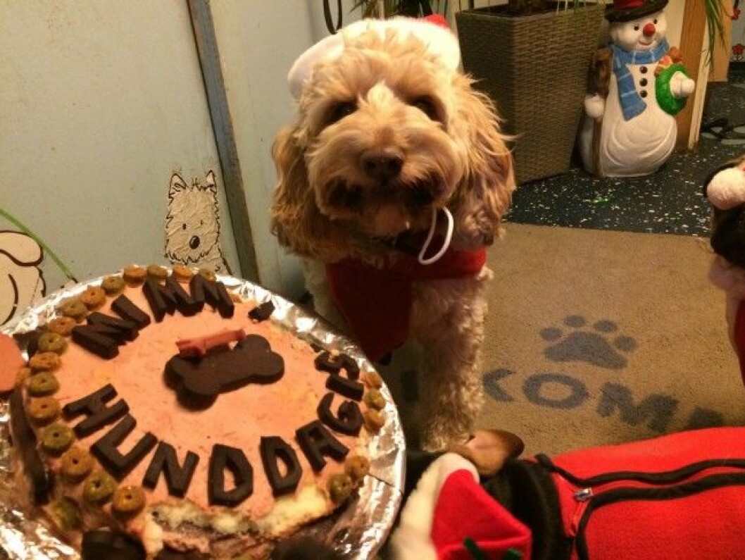 mimmis-hunddagis-charlie