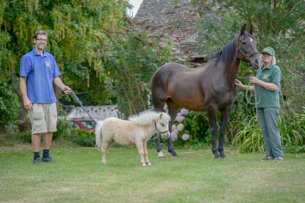 Hjälpcentrets ägare Dinty Steains med Carnival, Polo och volontären David Christman. Foto: Bulls owner Dinty Steains with ex Polo horse Polly and David Christman with Carnival, Battle East Sussex. See SWNS story SWHORSE; A horse rescue centre have taken in their smallest ever guest à a tiny foal the same size as a DOG. Carnival the miniature Shetland Pony stands just 24 inches tall - the same height as two cans of Pringles. The tiny little cream foal was rescued by volunteers at Brownbread Horse Rescue alongside her mum Misty, who is only a few inches taller à because they were being treated as DOGS.