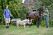 owner Dinty Steains with ex Polo horse Polly and David Christman with Carnival, Battle East Sussex. See SWNS story SWHORSE; A horse rescue centre have taken in their smallest ever guest Ã a tiny foal the same size as a DOG. Carnival the miniature Shetland Pony stands just 24 inches tall - the same height as two cans of Pringles. The tiny little cream foal was rescued by volunteers at Brownbread Horse Rescue alongside her mum Misty, who is only a few inches taller Ã because they were being treated as DOGS.