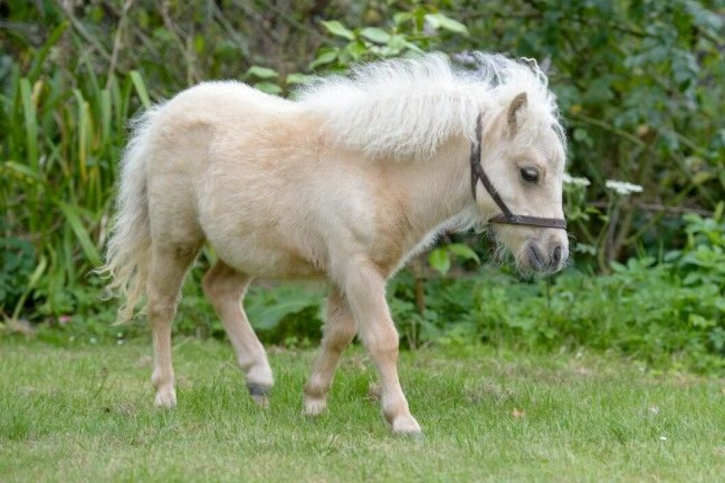 Minihästen räddades av Brownbread Horse Rescue. Foto: Bulls Mini horse Carnival, Battle East Sussex. See SWNS story SWHORSE; A horse rescue centre have taken in their smallest ever guest à a tiny foal the same size as a DOG. Carnival the miniature Shetland Pony stands just 24 inches tall - the same height as two cans of Pringles. The tiny little cream foal was rescued by volunteers at Brownbread Horse Rescue alongside her mum Misty, who is only a few inches taller à because they were being treated as DOGS.