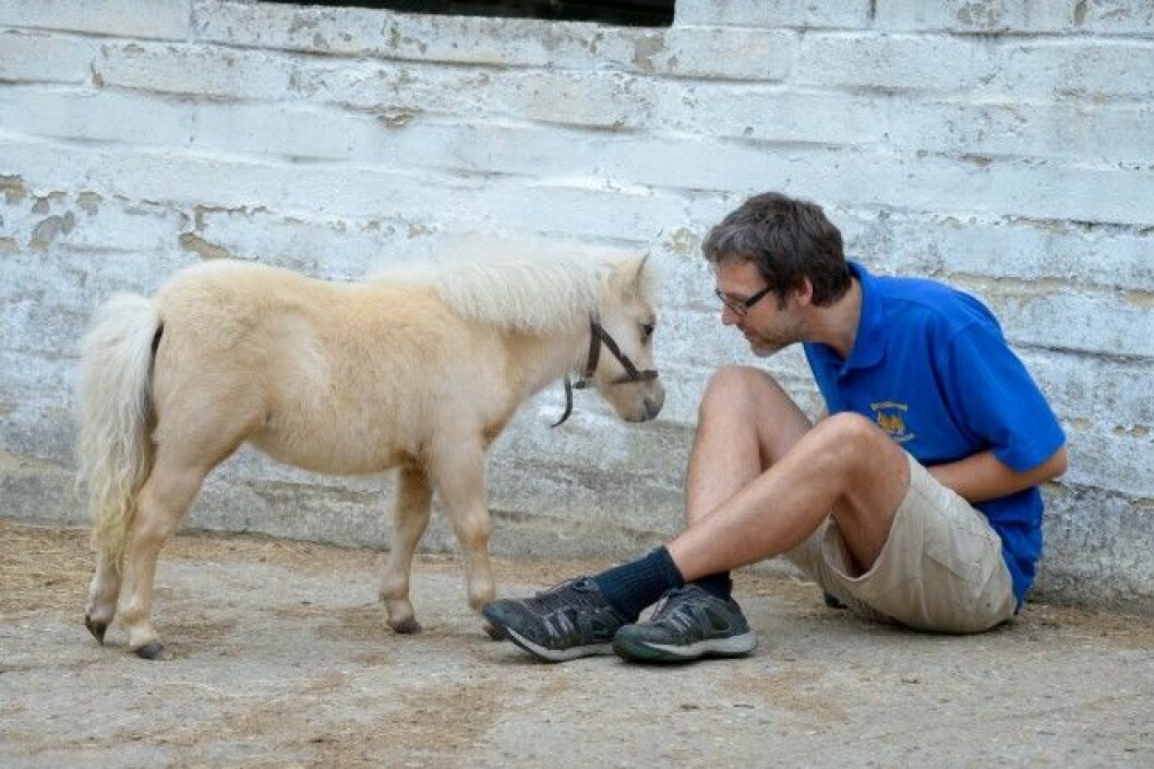 Carnival tillsammans med volontären David Christman. Foto: Bulls David Christman with tinney Carnival, Battle East Sussex. See SWNS story SWHORSE; A horse rescue centre have taken in their smallest ever guest à a tiny foal the same size as a DOG. Carnival the miniature Shetland Pony stands just 24 inches tall - the same height as two cans of Pringles. The tiny little cream foal was rescued by volunteers at Brownbread Horse Rescue alongside her mum Misty, who is only a few inches taller à because they were being treated as DOGS.