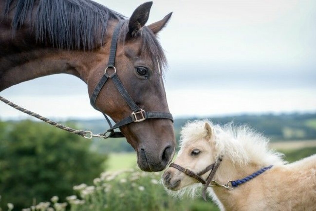 Carnival har blivit kompis med den betydligt längre Polly. Foto: Bulls ex Polo horse Polly with Carnival, Battle East Sussex. See SWNS story SWHORSE; A horse rescue centre have taken in their smallest ever guest à a tiny foal the same size as a DOG. Carnival the miniature Shetland Pony stands just 24 inches tall - the same height as two cans of Pringles. The tiny little cream foal was rescued by volunteers at Brownbread Horse Rescue alongside her mum Misty, who is only a few inches taller à because they were being treated as DOGS.