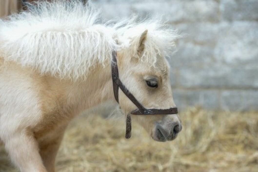mini horse Carnival, Battle East Sussex. See SWNS story SWHORSE; A horse rescue centre have taken in their smallest ever guest à a tiny foal the same size as a DOG. Carnival the miniature Shetland Pony stands just 24 inches tall - the same height as two cans of Pringles. The tiny little cream foal was rescued by volunteers at Brownbread Horse Rescue alongside her mum Misty, who is only a few inches taller à because they were being treated as DOGS.