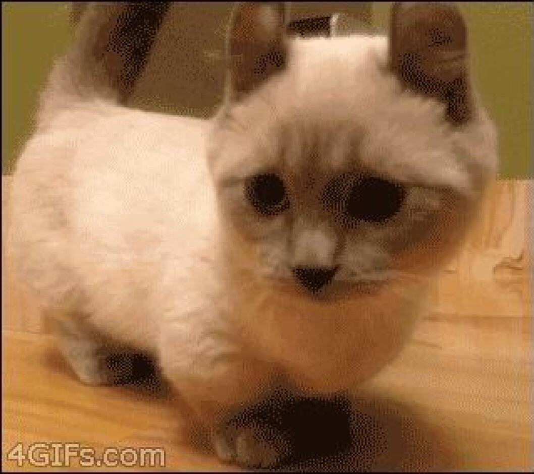 munchkin-cats-12