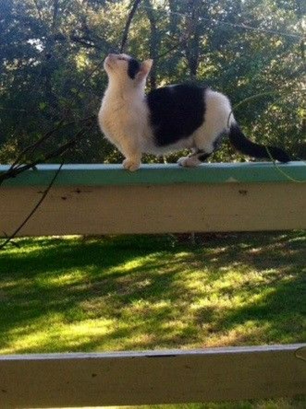 munchkin-cats-5