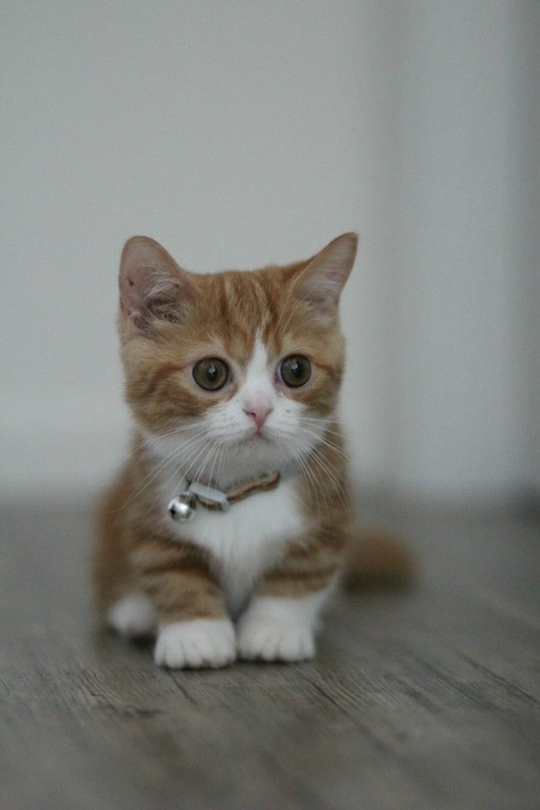 munchkin-cats-1