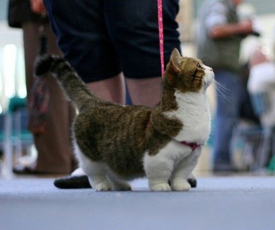 munchkin-cats-2