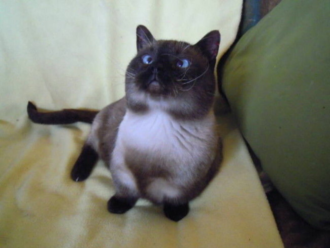 munchkin-cats-3