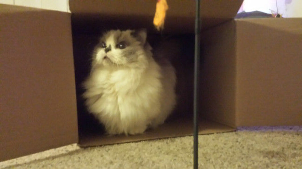 munchkin-cats-7
