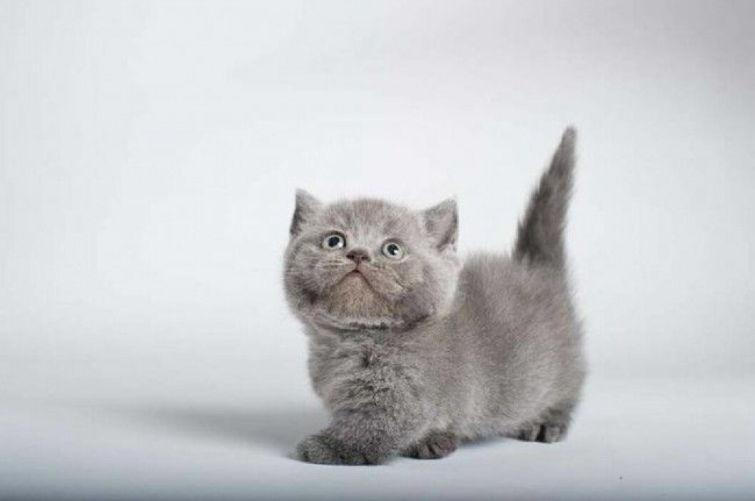 munchkin-cats-9