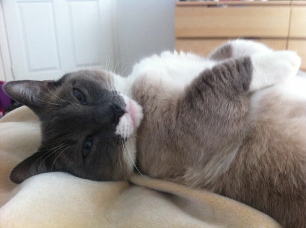 munchkin-cats-10