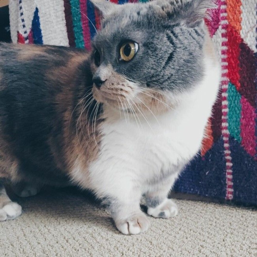 munchkin-cats-20