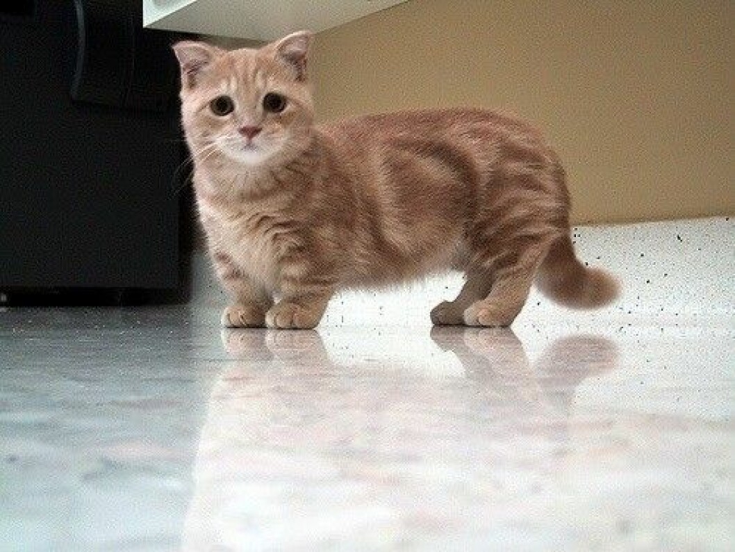 munchkin-cats-21