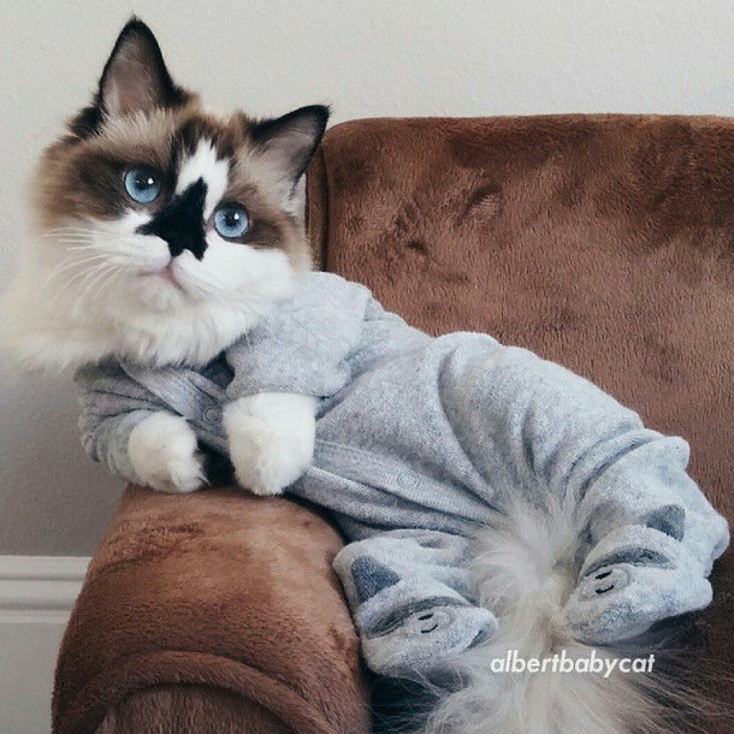 munchkin-cats-23