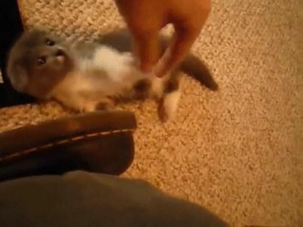 munchkin-catss
