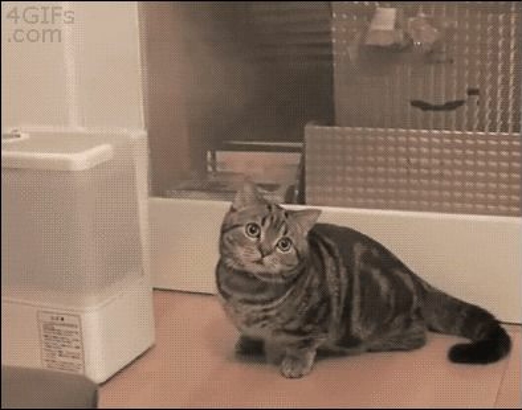munchkin-catsss