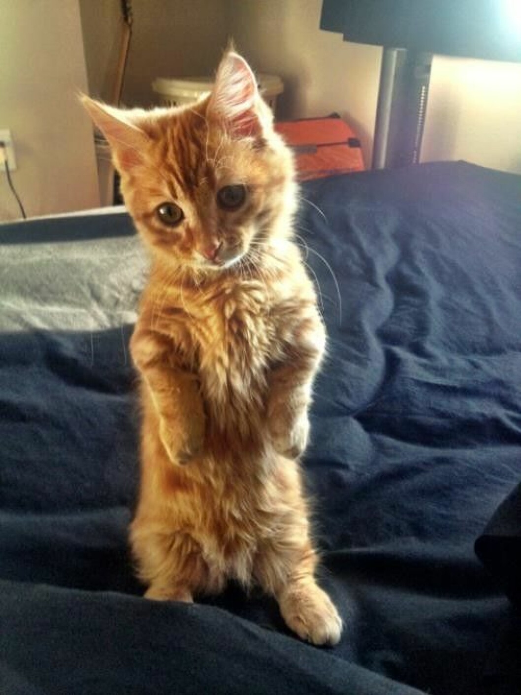 munchkins-cats-22