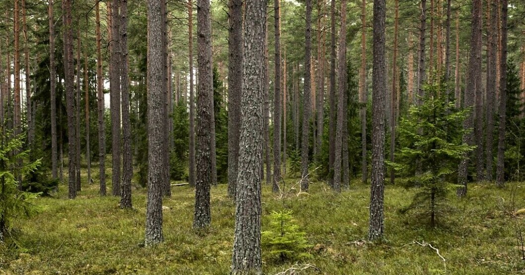 Myror trivs bäst bland inhemska tallar, enligt en färsk studie. Arkivbild. Kanadensisk tall – inget för svenska myror