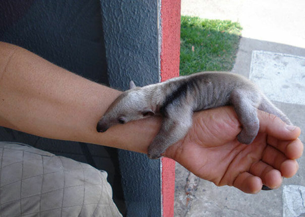 Foto: <a href="http://imgur.com" target="_blank">Imgur.com</a> myrslok