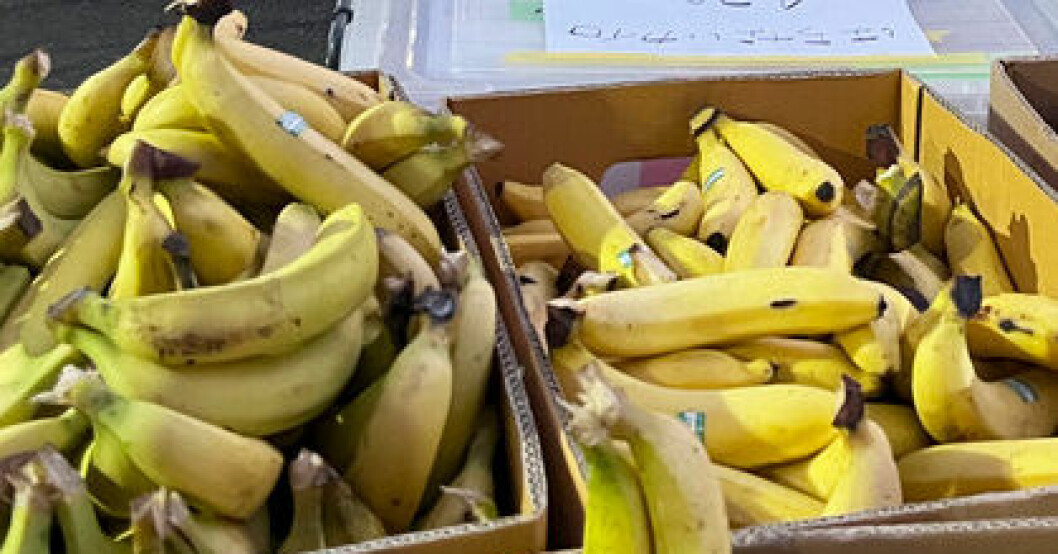 Nästan tre ton kokain hittades i en last bananer. Arkivbild. Kokain värt miljarder i bananlast