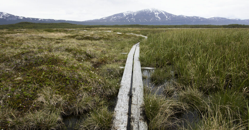 Naturvårdsverket har fördelat pengar till länsstyrelsernas arbete med våtmarker. Arkivbild. Miljoner till våtmarker och hotade arter