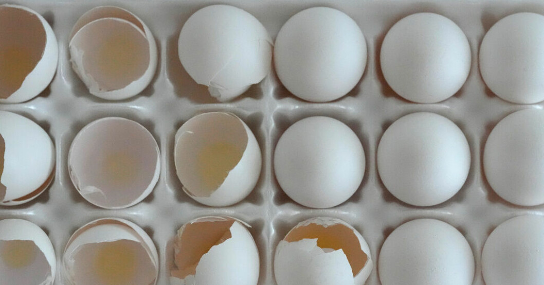 Nya larm om salmonella i ägg