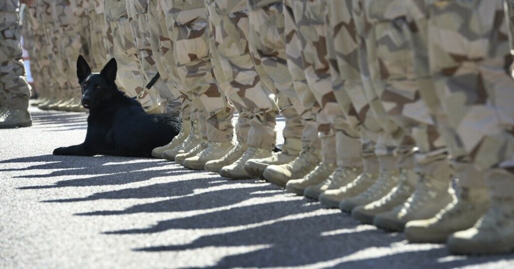 Fler militärhundar ska födas upp och utbildas