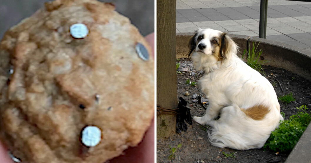 Obehagliga fynd gör hundägarna skräckslagna