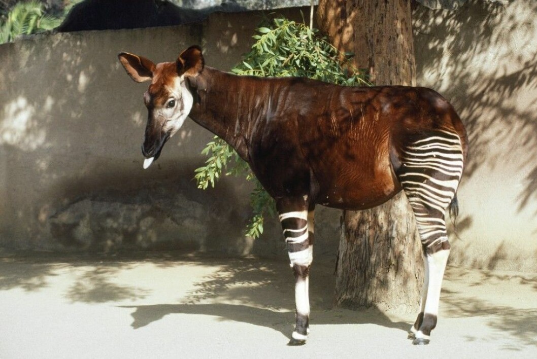Foto: All Over Press OKAPI