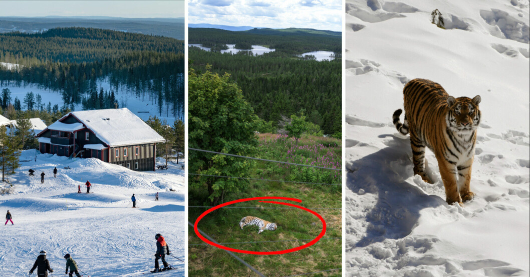 Orsa rovdjurspark har stängt för gott, men tigrar och isbjörnen lever kvar
