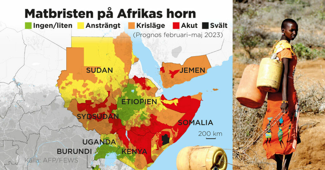 Över 20 miljoner människor riskerar att svälta och mer än 5 miljoner barn är akut undernärda på grund av torkan. Klimatförändringar bakom torka på Afrikas horn
