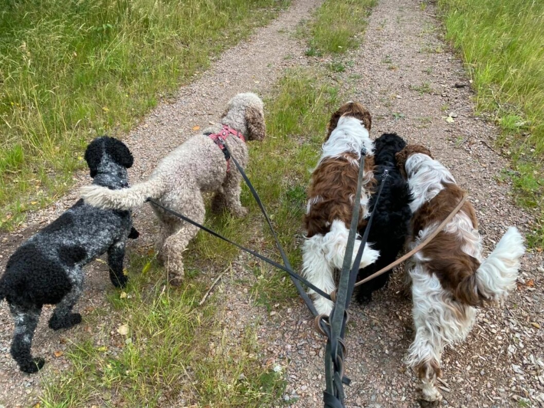 Ut på tur. Fem av hunddagisets 40 placerade hundar går på promenad ihop. Ut på tur. Fem av hunddagisets 40 placerade hundar går på promenad ihop.