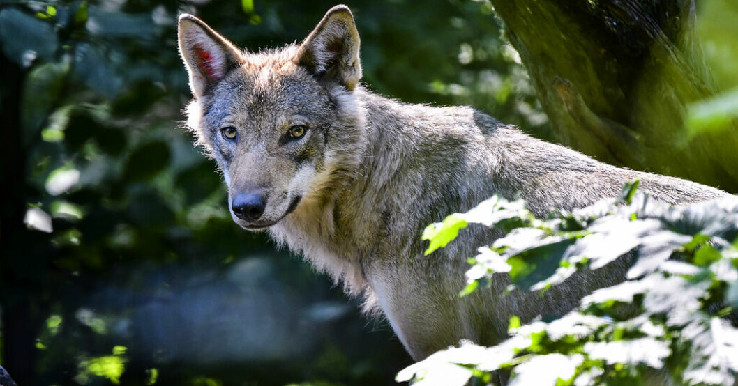 På bilden en varg på Skansen. Arkivbild. Regeringen vill kraftigt minska vargstammen