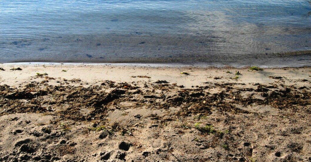 På första maj blir det demonstration i Laholm för rätten att ta bilen ända ner till stranden. Arkivbild. Bilstopp på stranden – proteststorm i Halland