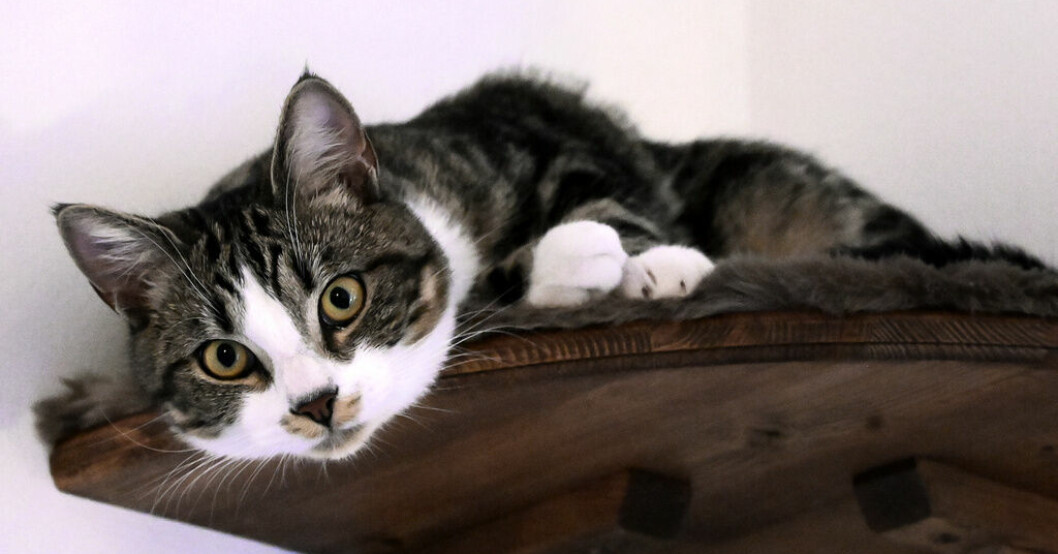 På söktjänsten kan den som har tillgång till kattens chipnummer eller tatuering söka ägaren till en bortsprungen katt. Arkivbild. Nu går det att söka upphittade katters ägare