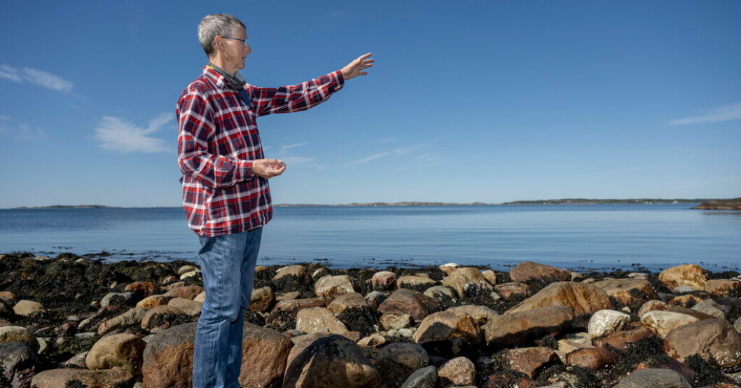 På Tjärnö i norra Bohuslän finns ett av Sveriges artrikaste havsområden. Här har forskaren Kerstin Johannesson samlat snäckor i över 40 år. Snäckornas hemlighet kan gynna torsken