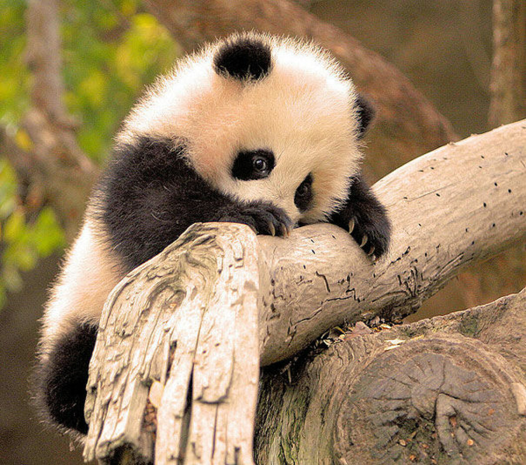 Foto: <a href="http://www.flickr.com/photos/kjdrill/2173849167/">kjdrill</a> panda