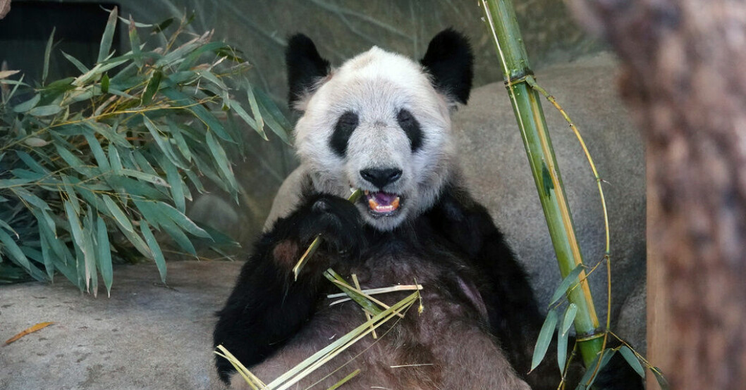 Pandahonan Ya Ya har nu anlänt till Kina efter att ha tillbringat två decennium på Memphis Zoo. Arkivbild. Pandan Ya Ya har vinkat hejdå till USA