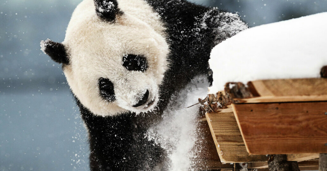 Pandan Lumi leker i snön på Ähtäri zoo i Finland. Hon och kompisen Pyry får stanna tills vidare. Arkivbild. Pandorna kvar i Finland – nytt beslut i höst