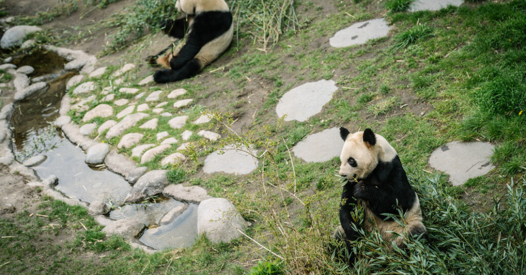 Pandaparet Xing Er och Mao Sun i Köpenhamns zoo i lördags. Arkivbild. Dörren stängd – inga pandor i danskt zoo i år