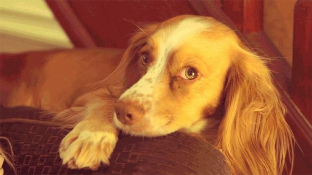 pet
