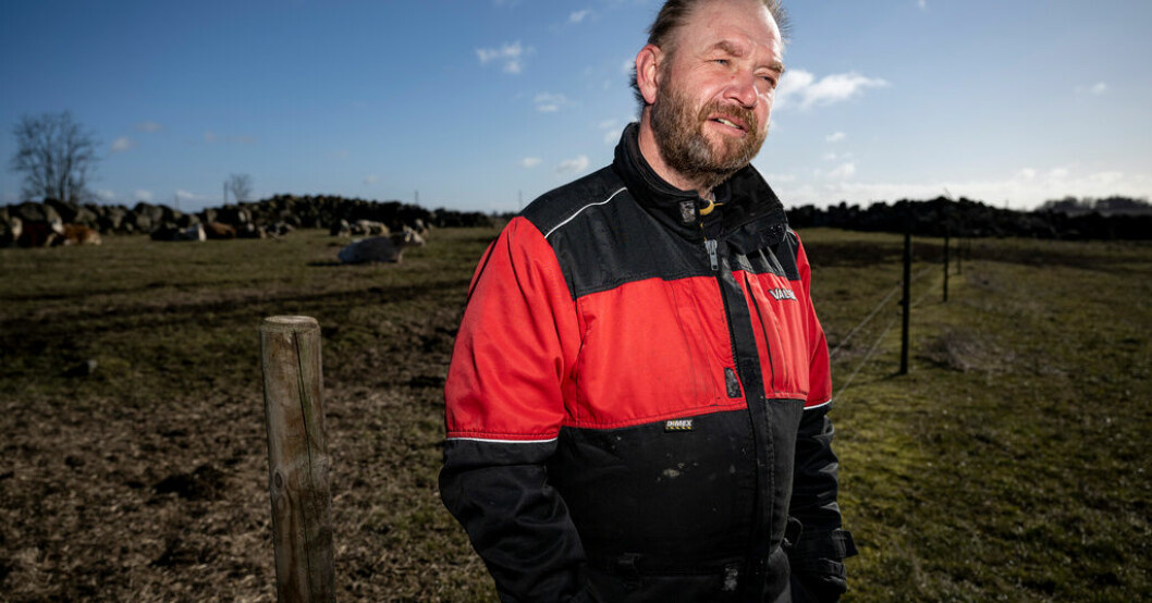 Peter Nilsson, ekobonde, bytte ut sin produktion av ekomjölk till ekokött. Ekobonde: "Nu är det motigt"