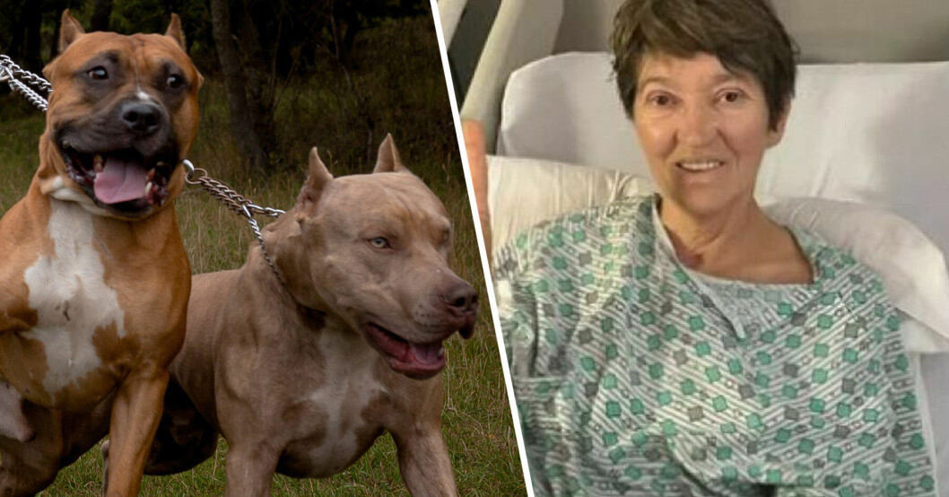 Eva Simons, 64, attackerades av tre pitbull-hundar