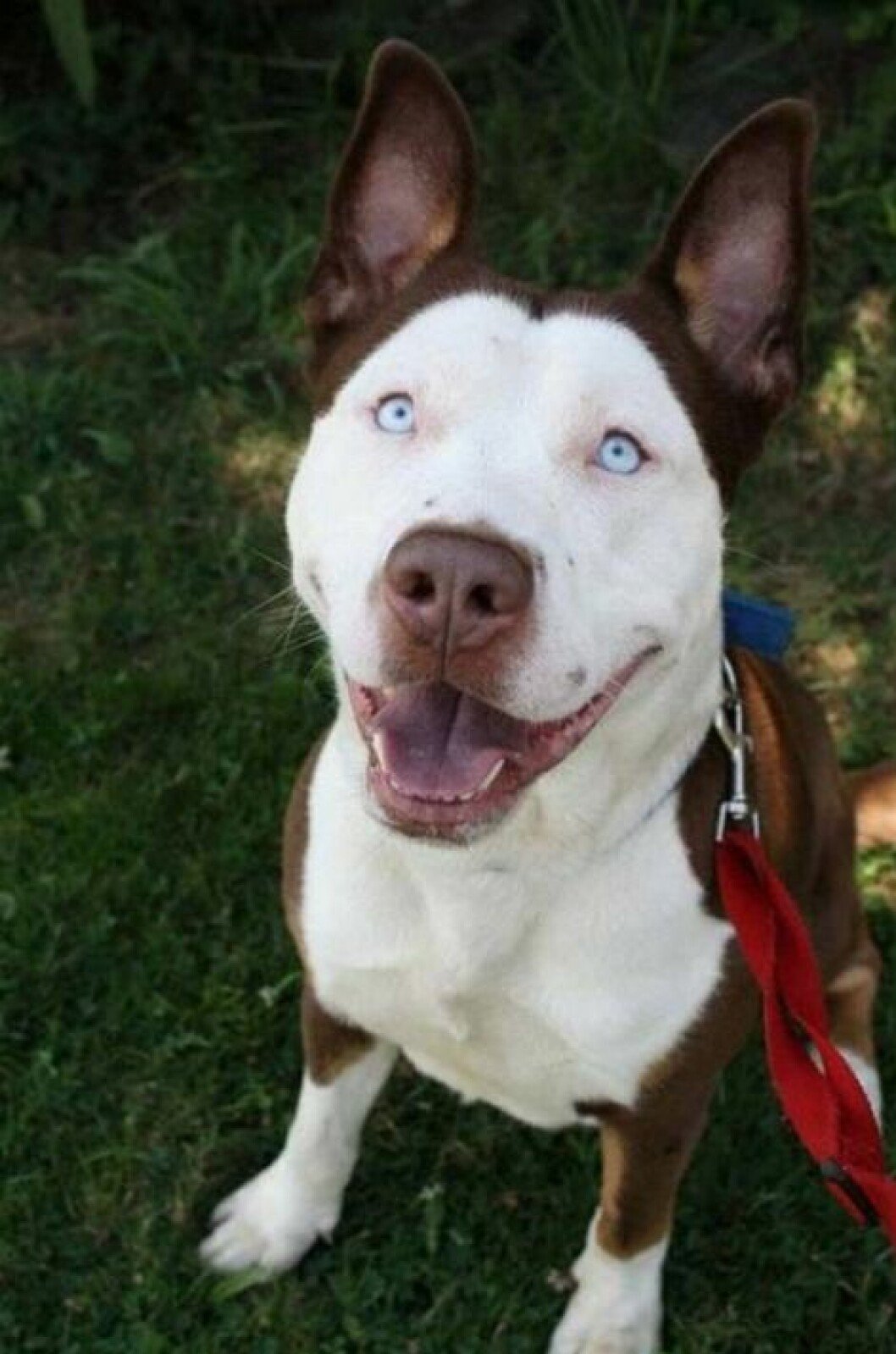 pitsky