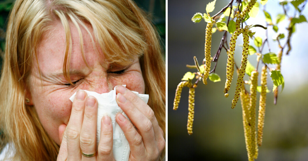 2023 kan bli ett jobbigt pollenår för alla allergiker