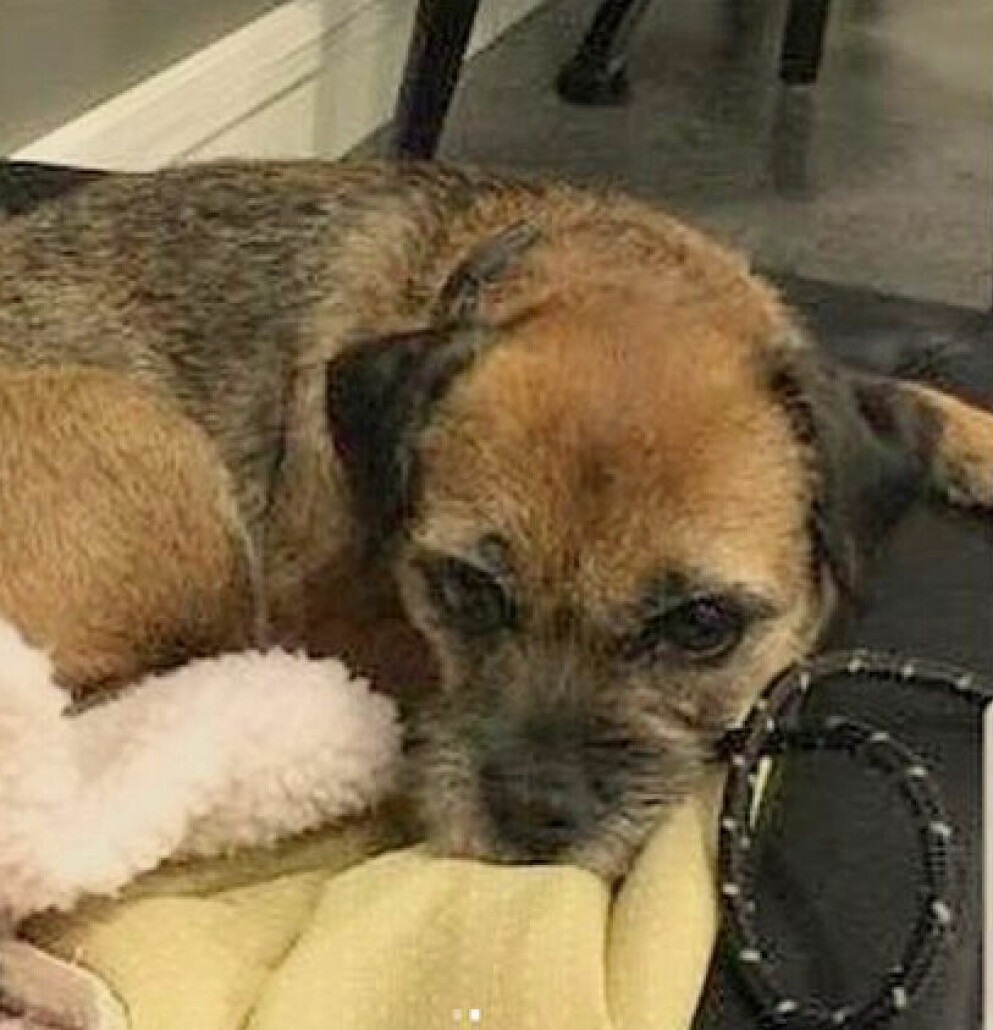 Prinsparets hund Siri under ett tidigare besök på polisstation. Prinsparets hund Siri på polisstation