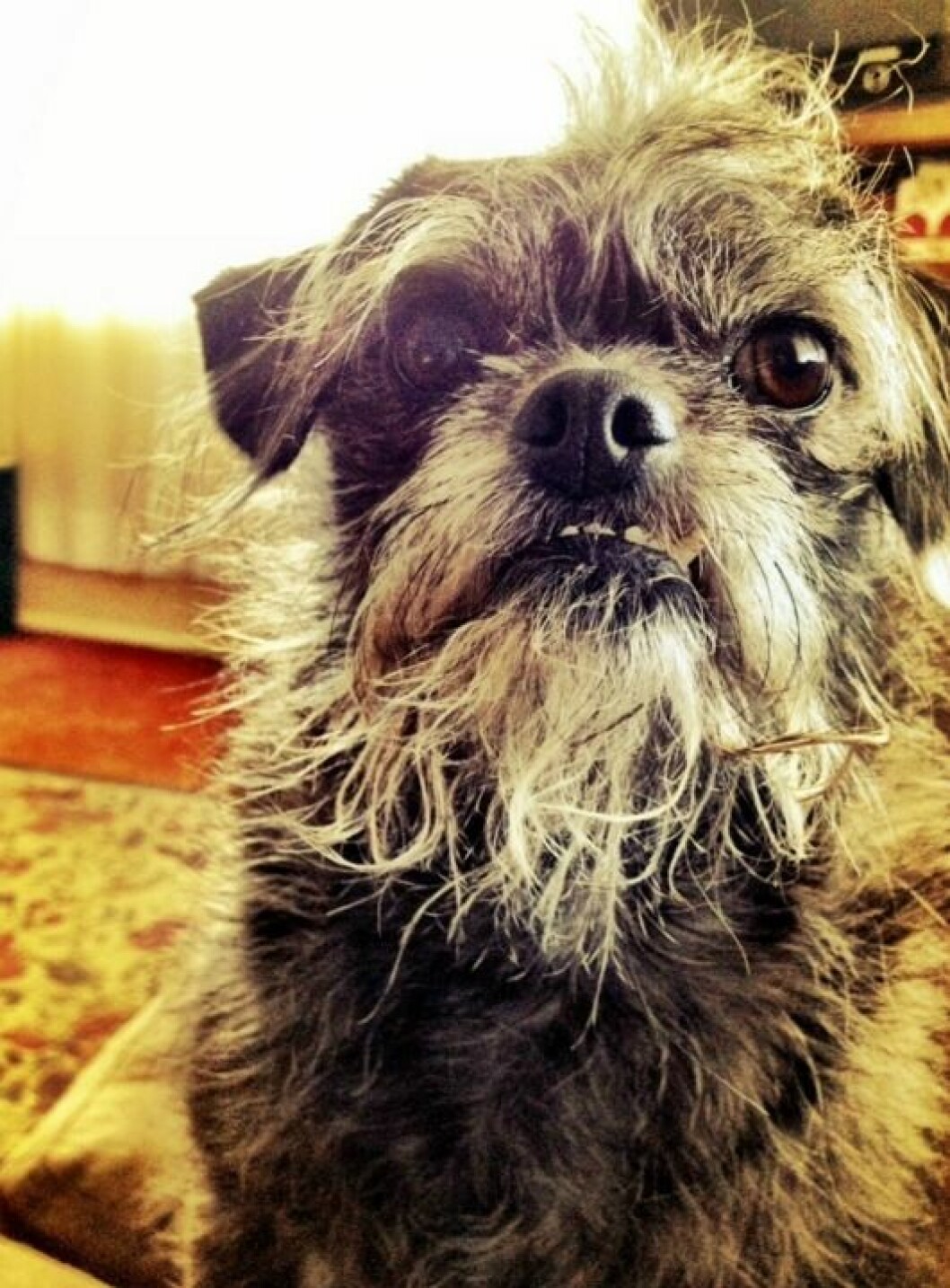 pugapoo