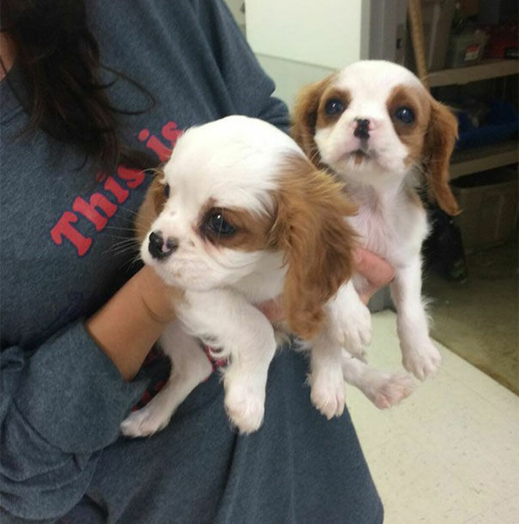 Källa: <a href="http://www.cavalierrescueusa.org/" target="_blank">Cavalier Rescue</a> puppurescue6